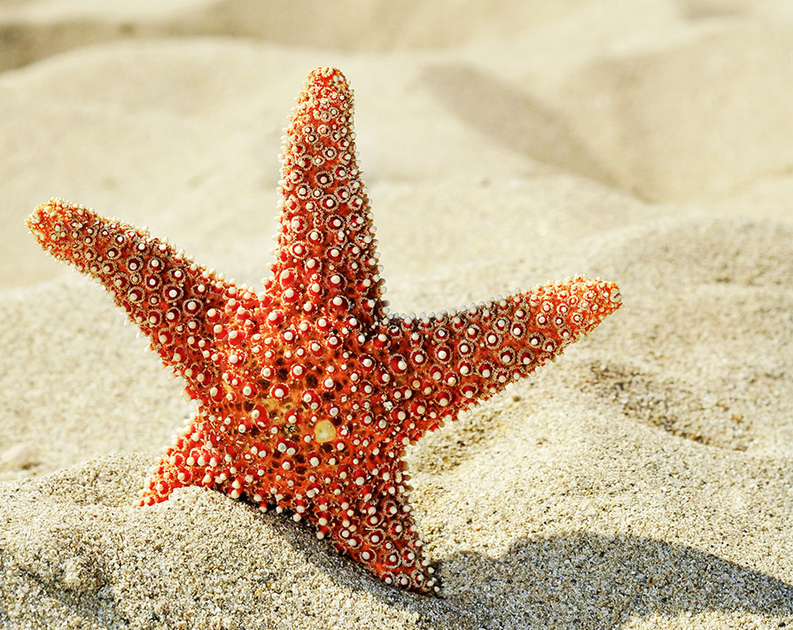 the starfish consultoria empresarial